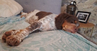 jade pet sitter à ST CLAR DE RIVIERE 31600_5