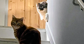 aurelien pet sitter à SAINGHIN EN MELANTOIS 59262_7