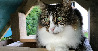 zoe cat sitter à ST GERMAIN NUELLES 69210_2