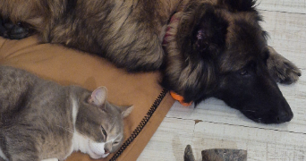 camille pet sitter à CHAMBLY 60230_3