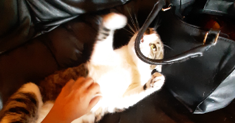 Delphine pet sitter à Deuil-la-Barre 95170_9