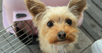 emilie pet sitter à SALLAUMINES 62430_4
