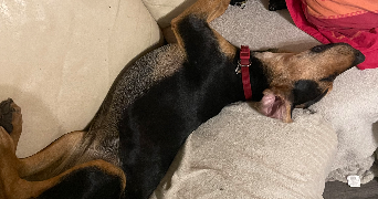 severine pet sitter à TERRASSON LAVILLEDIEU 24120_9