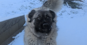 andrea pet sitter à VALSERHONE 01200_2