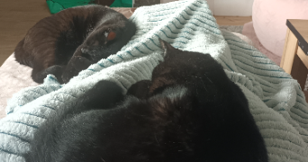 sandra pet sitter à MOISSAC 82200_8