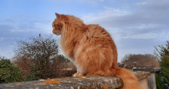 armelle pet sitter à DREUIL LES AMIENS 80470_5