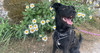 joana pet sitter à VERTAIZON 63910_1