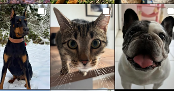 laurie pet sitter à Hauterive la fresse 25650_6