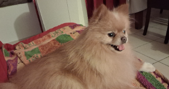 claire pet sitter à VITRY SUR SEINE 94400_8