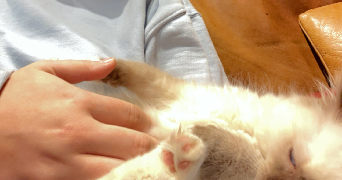 cochefert pet sitter à PARIS 17 75017_4