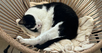 julie pet sitter à FREJUS 83600_4