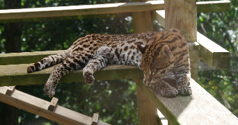 gauvain pet sitter à LYON 07 69007_3