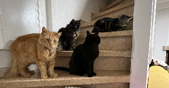 pauline pet sitter à Montdragon 81440_3