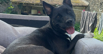 mélodie pet sitter à NUCOURT 95420_7