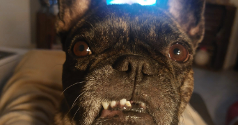 jade dog sitter à ST JEAN 31240_4