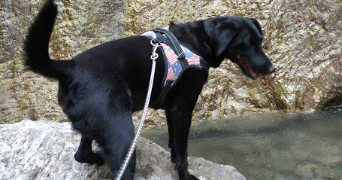 christelle pet sitter à MORANGIS 91420_4