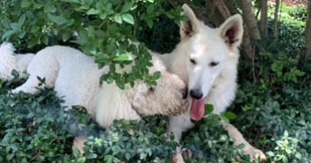 flavien dog sitter à CLAMART 92140_2