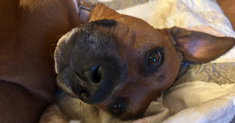 ilana pet sitter à COMBS LA VILLE 77380_1