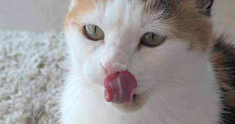 melanie pet sitter à MAGNE 79460_3