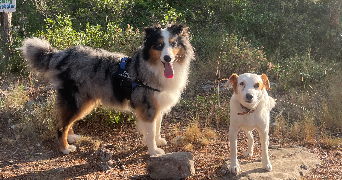 camille pet sitter à Saint-pargoire 34230_3