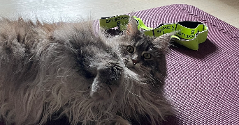 chloé pet sitter à NOISY LE ROI 78590_2