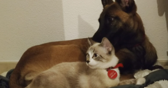 isabelle cat sitter à TOULOUSE 31300_5