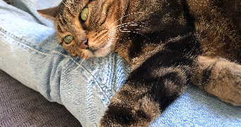 jessica pet sitter à LYON 06 69006_2