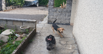 elodie pet sitter à SILLINGY 74330_7