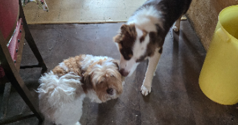 ambre pet sitter à PUSIGNAN 69330_3