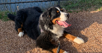 laura pet sitter à GRENOBLE 38100_2