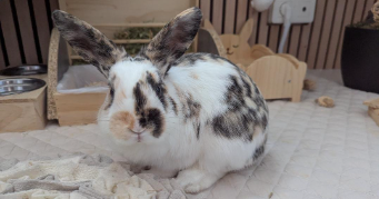 ambre pet sitter à CHAMBERY 73000_1