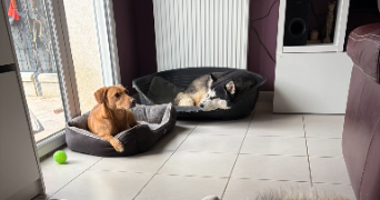 lana pet sitter à MORMANT 77720_13