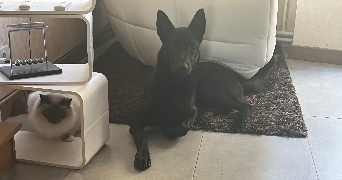 Mathilde pet sitter à LYON 07 69007_1