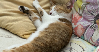 antoine pet sitter à GOURNAY SUR MARNE 93460_3