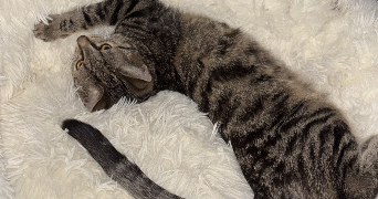 amira pet sitter à PARIS 05 75005_2