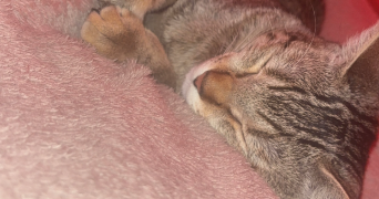 estelle pet sitter à CONFLANS STE HONORINE 78700_1