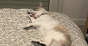 nadège pet sitter à QUIMPER 29000_3