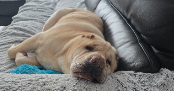 fannie pet sitter à MERIGNAC 33700_3