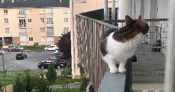 alicia pet sitter à RENNES 35700_1