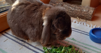 daphné pet sitter à ROUEN 76000_3