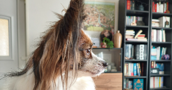 florence pet sitter à ANNAY 62880_1