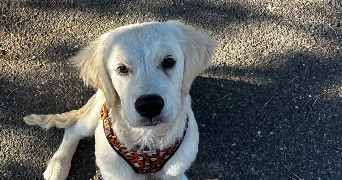 ninon pet sitter à PARIS 15 75015_4