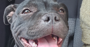 juliette pet sitter à CONTREXEVILLE 88140_2