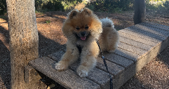 Léa pet sitter à CANNES 06400_1