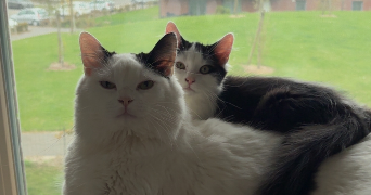 justine pet sitter à Lens 62300_6