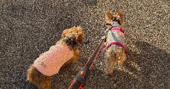 voros pet sitter à O PONTET 84310_4