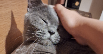 angelina pet sitter à CHATILLON 92320_2