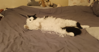 mathilde pet sitter à CLERMONT FERRAND 63000_4