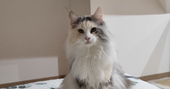 céline cat sitter à OZOIR LA FERRIERE 77330_3
