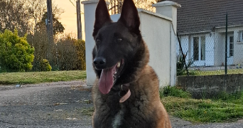 chloe pet sitter à MOLLES 03300_3